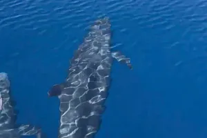 Đàn cá voi khoảng 100 con xuất hiện trên biển Phú Quý (tỉnh Lâm Đồng)