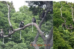 Phát hiện quần thể voọc chà vá chân đen tại Vườn quốc gia Núi Chúa - Phước Bình. Ảnh: VQG Núi Chúa - Phước Bình