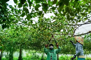Những vườn táo xanh ngát, trĩu quả tại xã Tuy Phong
