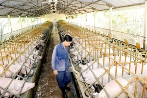 A pig farm in Cu Chi district, HCMC (Photo: SGGP)