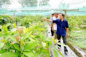A vegetable farm meeting VietGap quality standards in Tay Ninh province. A $66 million plant will be built next year, expected to contribute in solving the situation of ‘bumper crop, price drop’ for local farmers (Photo: SGGP)