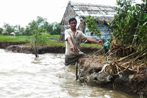 A coastal landslide spot in Ca Mau province (Photo: SGGP)