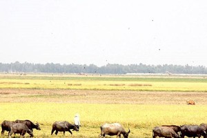 Farmers in the Mekong Delta have completed harvest of winter spring rice crop with output drop due to climate change (Photo: SGGP)