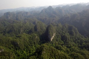  The area where the pure limestone-based coniferous forest grow in Phong Nha-Ke Bang National Park (Photo: SGGP)