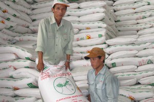 Sugar inventory reaches the highest ever level this year (Photo: SGGP)