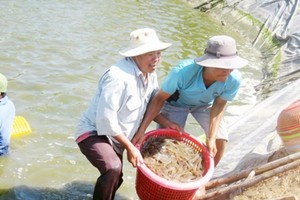 Shrimp breeding in Soc Trang province (Photo: SGGP)