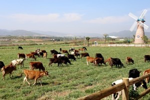 Organic Da Lat farm, the first one meeting European standards in Vietnam (Photo: SGGP)