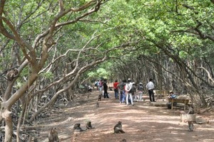 Visitors at Monkey island in Can Gio district