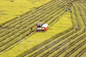 Harvesting rice in Vi Thanh commune, Vi Thanh district of the Mekong Delta province of Hau Giang (Photo: VNA)