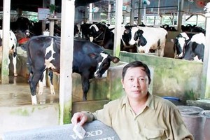 A dairy cow farm in Cu Chi district, HCMC (Photo: SGGP)