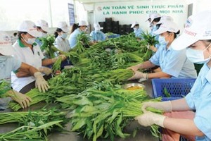 Vegetable production under VietGAP quality standards for export to Europe at Phuoc An cooperative, Binh Chanh district, HCMC (Photo: SGGP)