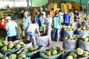 Durian ready for export in Tien Giang Province. (Photo: VNA/VNS)