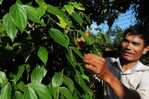 Pepper is one of Vietnamese products having many export opportunities to South Korea (Photo: SGGP)