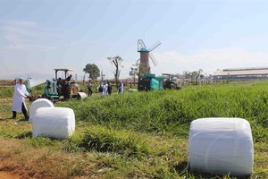 Vinamilk’s grass for cattle feed which meets organic standards and contains no chemicals in the southern province of Lam Dong’s Don Duong District. (Photo: VNA/VNS)