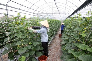 Hai Dang farm in My Thang Commune of Nam Dinh Province, with a total area of 12,000 sq.m. of greenhouse, is an example of hi-tech agriculture production in Nam Dinh Province, generating VND200 million (US$8,800) in profits a year.  (Photo: VNA/VNS)