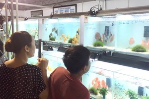Ornamental fish tanks showcased at the fair (Photo: SGGP)