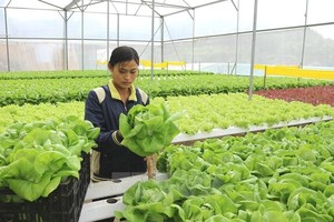 Vegetables grown in a glass house. The Vietnamese economy was growing but needed to find new drivers for growth, experts said. (Photo: VNA)
