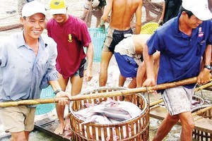 Farmers harvest pangasius fish in the Mekong Delta (Photo: SGGP)