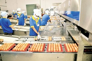 An egg processing plant in HCMC (Photo: SGGP)