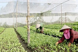 Organic vegetable production meeting European and American standards at Organica Farm in Long Thanh district, Dong Nai province (Photo: SGGP)