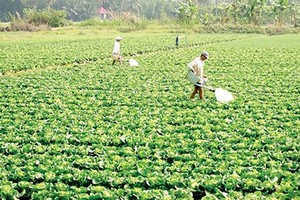 A vegetable field of Tan Binh vegetable and fruit cooperative, Vinh Long province (Photo: SGGP)