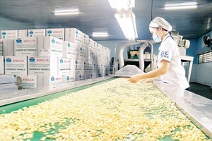 A worker examines cashew nut after preliminary processing (Photo: SGGP)