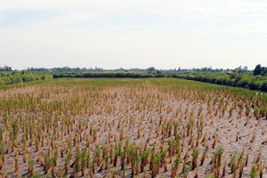 A rice field dies of drought and salt intrusion. Vietnam and the Netherlands have cooperated together in climate change adaption (Photo: SGGP)