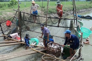 Farmers harvest pangasius fish in the Mekong Delta (Photo: SGGP)