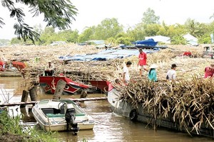 Sugar growers have been hit by inventory in the Mekong Delta (Photo: SGGP)