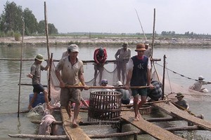 Pangasius fish price substantially goes up in Mekong Delta (Photo: SGGP)