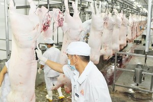 Pork processing under VietGAP quality standard at Vissan Company (Photo: SGGP)