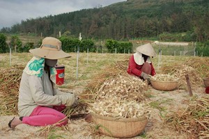Farmers harvest garlic in Ly Son Island, Quang Ngai province  (Photo: SGGP)
