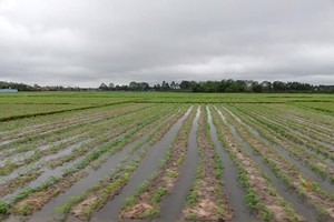 A flooded corn field in Cu Chi district, HCMC (Photo: SGGP)