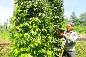 A man taking care of black pepper plants in Ba Ria-Vung Tau (Photo: SGGP)
