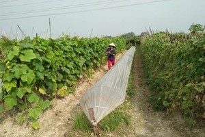 An organic vegetable farm in Hanoi (Source: VNA)