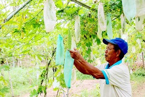 Mr. Tran Luong at Tuy Loan vegetable cooperative takes care of what is left after the flood (Photo: SGGP)