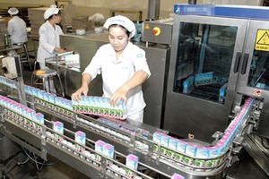 Dairy production at Vinamilk. (Photo: SGGP)