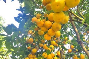 Orange orchards laden with fruits wait for Tet sale