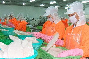 Processing pangasius for export in An Giang Province. (Photo: SGGP)