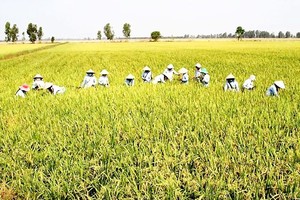 Winter-spring rice crop faces poor consumption