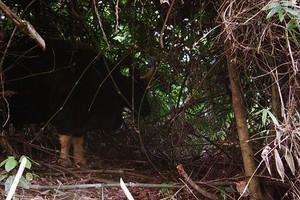  A gaur individual captured by camera trap in Rao Con Village.