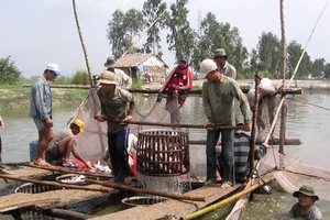 ​The prices of pangasius fish unexpectedly dropped, raising concern among pangasius fish farmers. (Photo: SGGP)