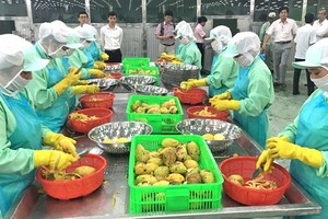 Vietnamese mangoes have entered Chinese market. (Photo: SGGP)