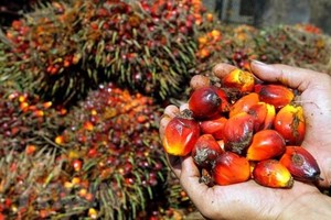 Fruit palm at a garden in Medan, Indonesia (Photo: AFP/VNA)