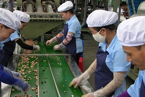 Workers process cashew nuts at a cashew plant. (Photo: SGGP)