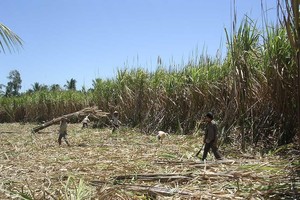 Sugarcane growing area is currently at around 300,000 hectares nationwide. (Photo: SGGP)