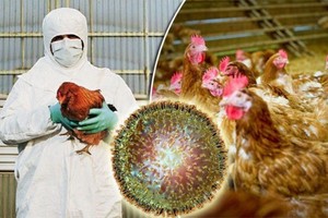 Cambodia recently reported the first outbreak of H5N6 bird flu virus among the country’s poultry (Source: Cambodia News English)
