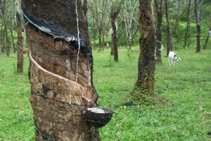 Malaysia’s natural rubber production slides 32.4 percent month on month to 33,864 tonnes in April. (Photo: thesundaily.my)