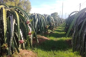 Dragon fruit price has dropped from VND30,000 a kilogram a week ago to VND10,000-12,000 on June 22 (Photo: SGGP)