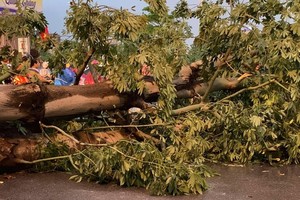 Typhoon Podul’s fury uprooted lots of trees in Hanoi on August 29 (Photo: SGGP)
